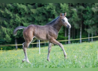American Quarter Horse, Stallion, Foal (03/2024), Bay-Dark