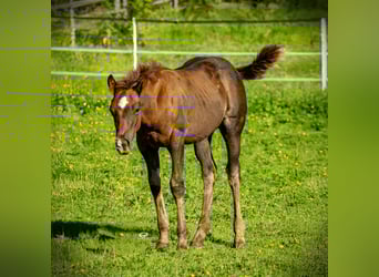 American Quarter Horse, Stallion, Foal (05/2025), Bay-Dark