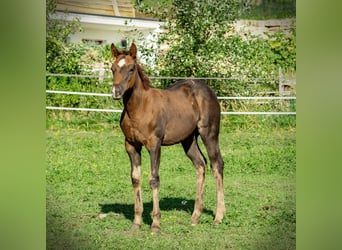 American Quarter Horse, Stallion, Foal (05/2025), Bay-Dark