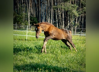 American Quarter Horse, Stallion, Foal (05/2025), Bay-Dark