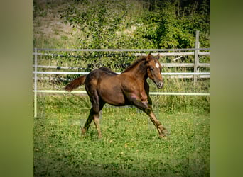 American Quarter Horse, Stallion, Foal (05/2025), Bay-Dark