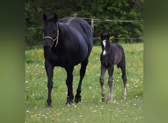 American Quarter Horse, Stallion, , Black