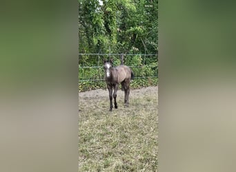 American Quarter Horse, Stallion, Foal (05/2025), Black