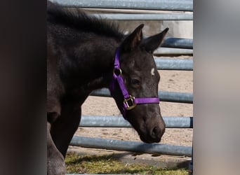 American Quarter Horse, Stallion, , Black