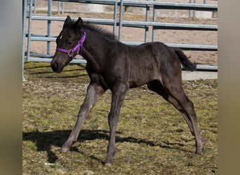 American Quarter Horse, Stallion, , Black