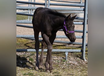 American Quarter Horse, Stallion, , Black