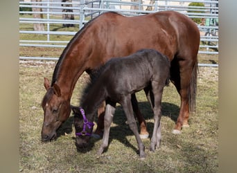 American Quarter Horse, Stallion, , Black