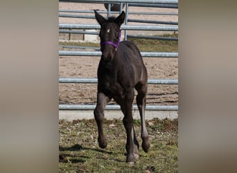 American Quarter Horse, Stallion, , Black