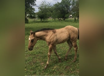 American Quarter Horse, Stallion, Foal (04/2024), Brown Falb mold