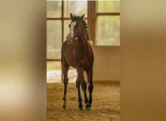 American Quarter Horse, Stallion, Foal (04/2025), Brown