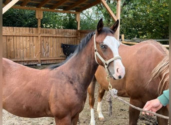 American Quarter Horse, Stallion, Foal (03/2024), Brown