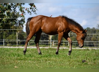 American Quarter Horse, Stallion, Foal (02/2025), Brown