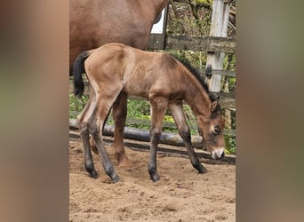 American Quarter Horse, Stallion, Foal (04/2026), Brown