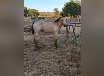 American Quarter Horse, Stallion, Foal (05/2026), Buckskin