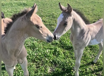 American Quarter Horse, Stallion, Foal (05/2026), Buckskin