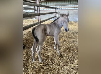 American Quarter Horse, Stallion, Foal (05/2026), Buckskin