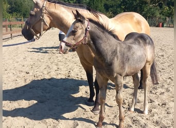 American Quarter Horse, Stallion, Foal (05/2025), Buckskin