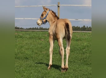 American Quarter Horse, Stallion, Foal (03/2026), Buckskin