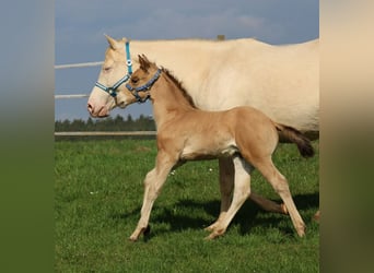 American Quarter Horse, Stallion, Foal (03/2026), Buckskin