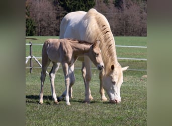 American Quarter Horse, Stallion, Foal (03/2026), Buckskin