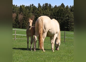 American Quarter Horse, Stallion, Foal (03/2026), Buckskin