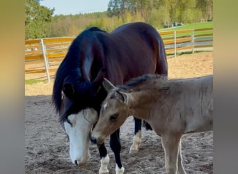 American Quarter Horse, Stallion, Foal (03/2026), Buckskin