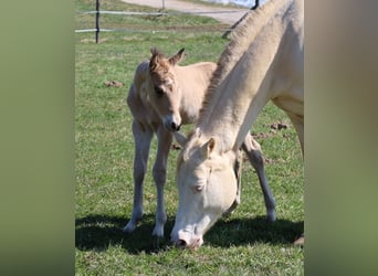 American Quarter Horse, Stallion, Foal (03/2026), Buckskin