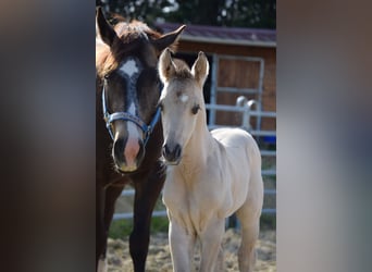 American Quarter Horse, Stallion, Foal (04/2026), Buckskin