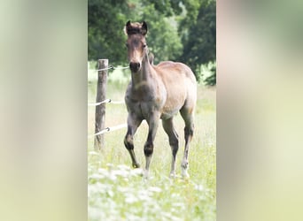 American Quarter Horse, Stallion, Foal (05/2025), Buckskin