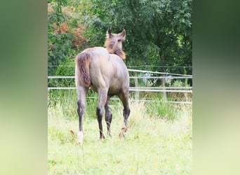 American Quarter Horse, Stallion, Foal (05/2025), Buckskin