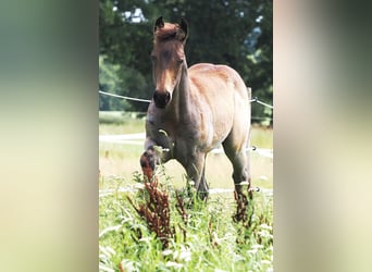 American Quarter Horse, Stallion, Foal (05/2025), Buckskin