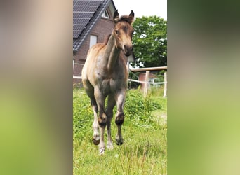 American Quarter Horse, Stallion, Foal (05/2025), Buckskin