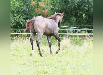 American Quarter Horse, Stallion, Foal (05/2025), Buckskin