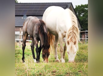 American Quarter Horse, Stallion, Foal (05/2025), Buckskin