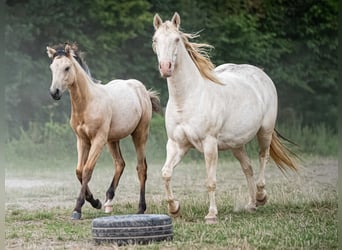 American Quarter Horse, Stallion, Foal (03/2025), Buckskin American Quarter Horse, Stallion, Foal (03/2025), Buckskin