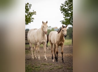 American Quarter Horse, Stallion, Foal (03/2025), Buckskin American Quarter Horse, Stallion, Foal (03/2025), Buckskin