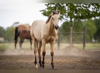American Quarter Horse, Stallion, Foal (03/2025), Buckskin American Quarter Horse, Stallion, Foal (03/2025), Buckskin