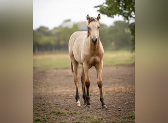 American Quarter Horse, Stallion, Foal (03/2025), Buckskin American Quarter Horse, Stallion, Foal (03/2025), Buckskin