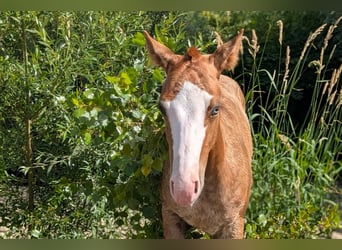 American Quarter Horse, Stallion, Foal (01/2026), Chestnut-Red