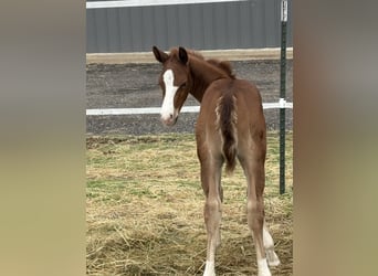 American Quarter Horse, Stallion, Foal (04/2026), Chestnut-Red