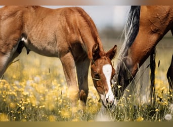 American Quarter Horse, Stallion, Foal (04/2026), Chestnut-Red