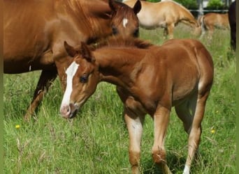 American Quarter Horse, Stallion, Foal (01/2026), Chestnut-Red