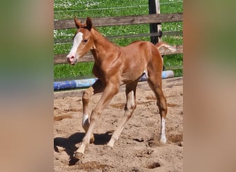 American Quarter Horse, Stallion, Foal (04/2024), Chestnut-Red