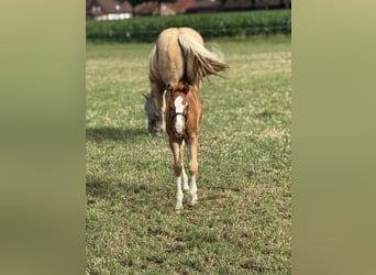 American Quarter Horse, Stallion, Foal (05/2025), Chestnut-Red