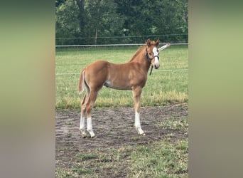 American Quarter Horse, Stallion, Foal (05/2025), Chestnut-Red
