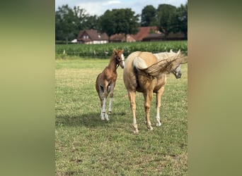 American Quarter Horse, Stallion, Foal (05/2025), Chestnut-Red