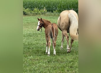 American Quarter Horse, Stallion, Foal (05/2025), Chestnut-Red