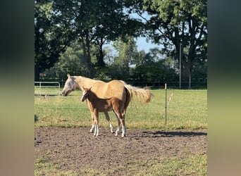 American Quarter Horse, Stallion, Foal (05/2025), Chestnut-Red
