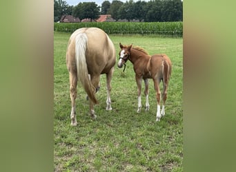American Quarter Horse, Stallion, Foal (05/2025), Chestnut-Red