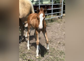 American Quarter Horse, Stallion, Foal (05/2025), Chestnut-Red